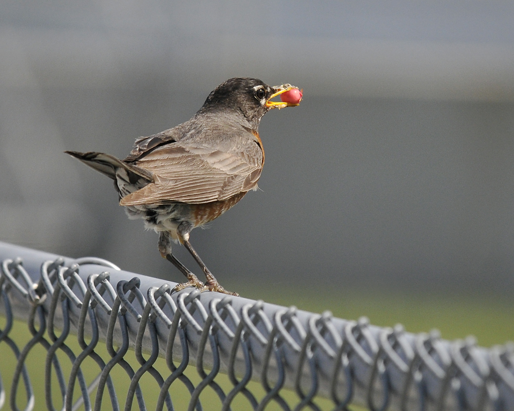 Birds like races too.