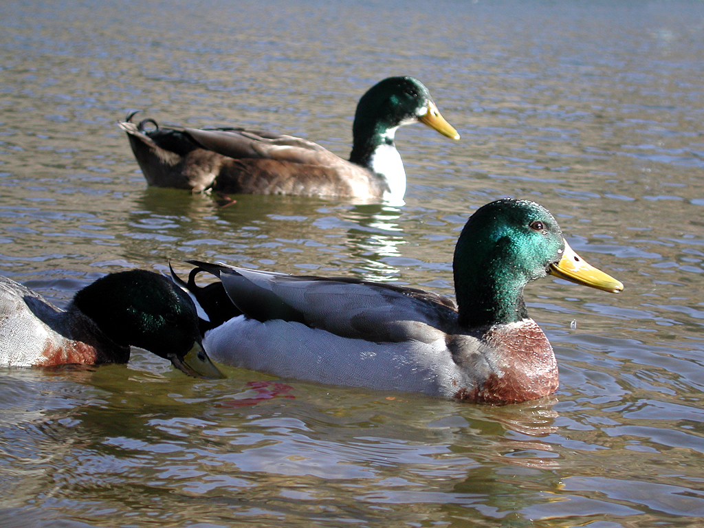 mallards