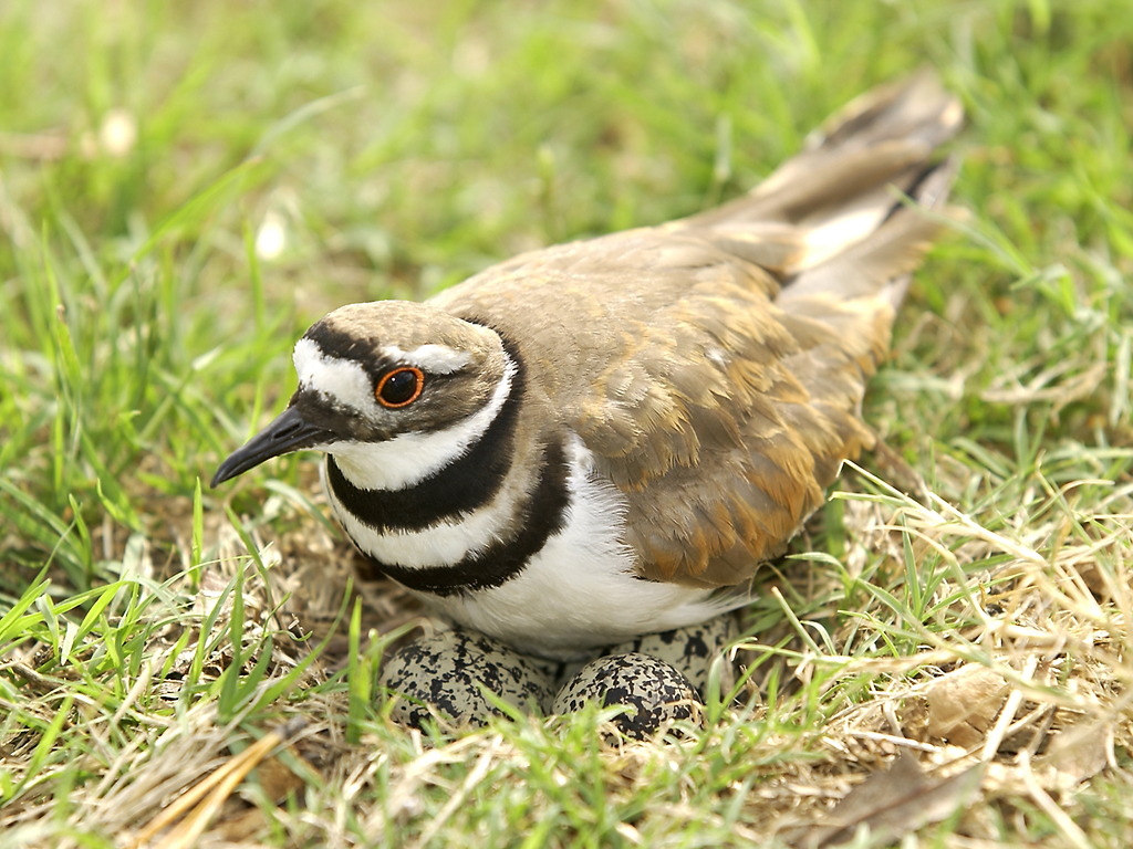 sandpiper