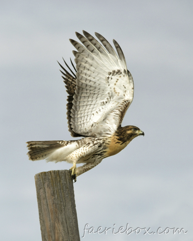 redtail hawk