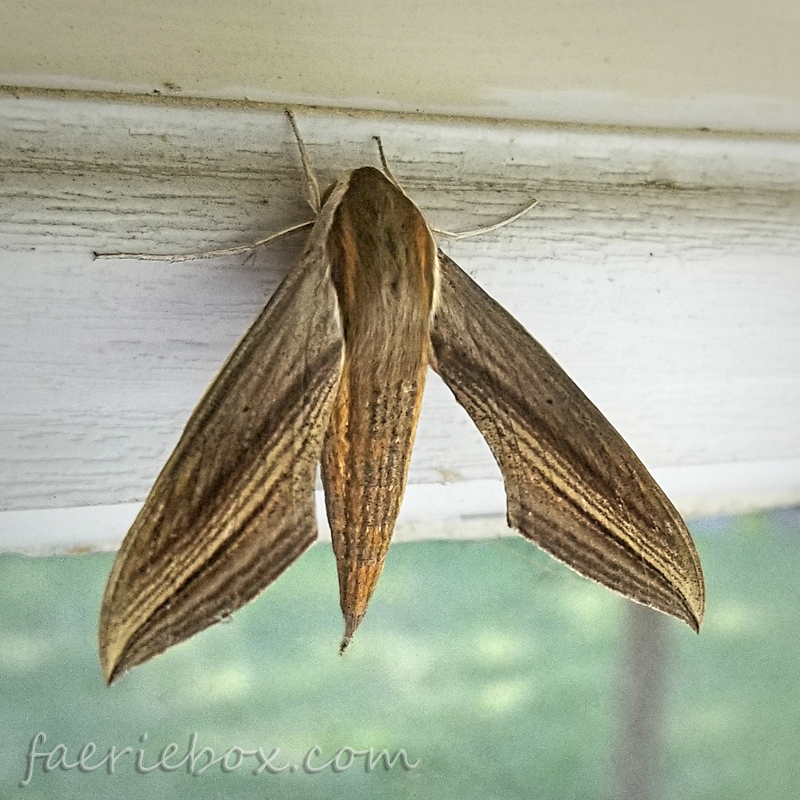 sphinx moth