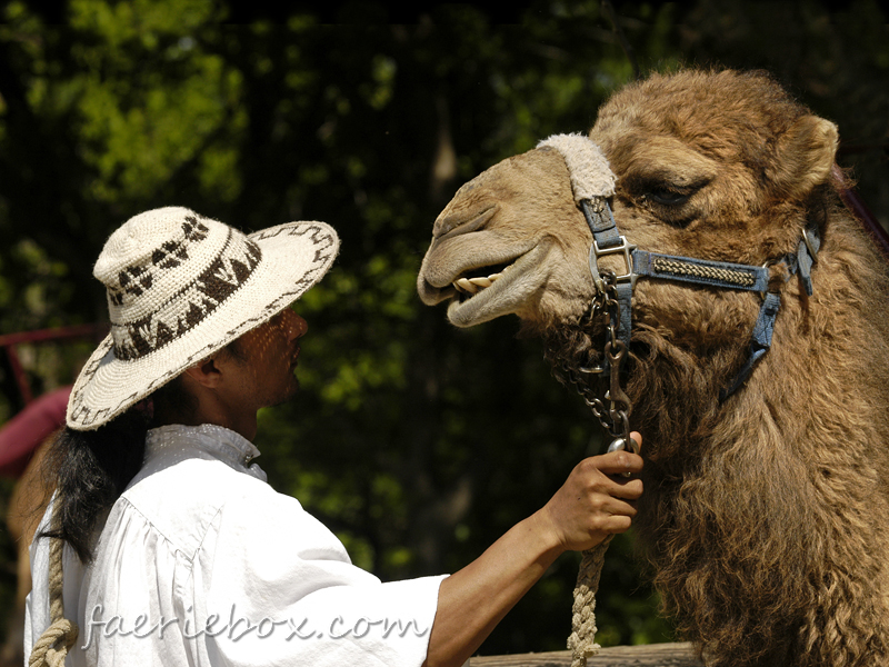 Camel ride anyone?