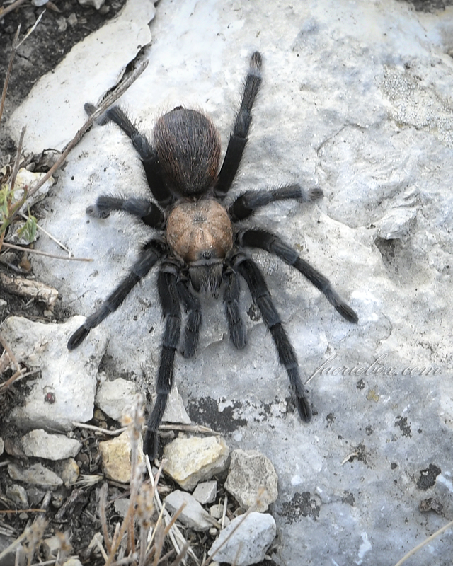 Tarantula